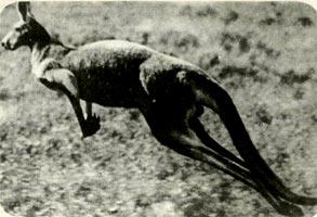 Гигантские рыжие кенгуру скачут упругими   прыжками, словно парят.