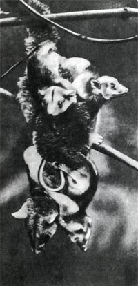 Южноамериканский шерстистый опоссум: самоотверженная мать,  обремененная детишками. Ухватившись хвостом за ветку, любят  опоссумы   висеть   вниз головой.
