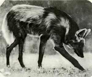 Гривистый волк — самый высокий зверь в   семействе псовых: 75 сантиметров  в плечах, но не самый тяжелый — 23  килограмма. По ночам гривистые  волки кричат как-то необычно и жутковато. Но на людей никогда  не нападают.