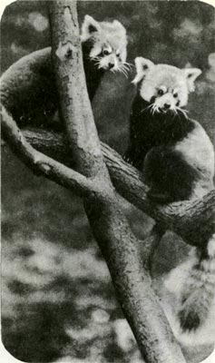 Малая панда, вместе с большой пандой,  — единственные представители семейства енотов в Старом Свете. Обитает она в горных лесах  некоторых районов  Китая,  Бирмы, Сиккима ц. Непала.