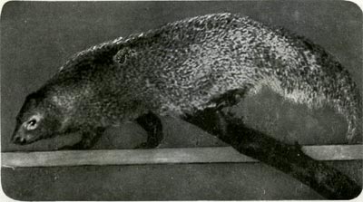 Ихневмон — в Древнем Египте животное священное и неприкосновенное, как кошка и крокодил, — представитель виверр в некоторых странах Южной Европы.