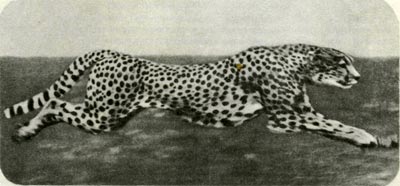 Гепард — самый быстроногий зверь на Земле: он может скакать со скоростью 110 километров в час.