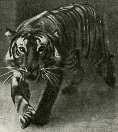 Тигр крупнее льва: длина шкуры (с хвостом) 2,7—3,7, редко 4 метра, весит зверь 200—320    килограммов.