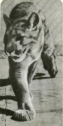 Пума. В роде фелис, к которому относят пуму многие систематики, это самая большая кошка. Ее вес 35—105 килограммов.