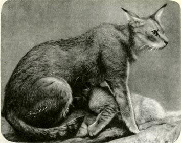 Камышовый кот хаус — одна из немногих кошек, которая устилает своей шерстью гнездо.