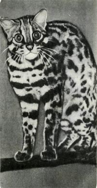 Некоторые   систематики полагают, что бенгальская дикая кошка и наш дальневосточный лесной кот — географические расы одного вида.