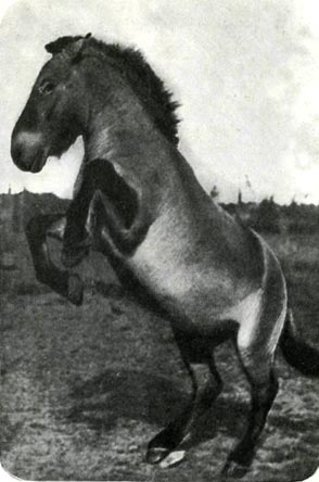 Последняя дикая лошадь! Немногие,   по-видимому, лошади Пржевальского уцелели еще в степях и предгорьях Монголии.