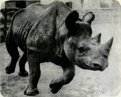 У черного африканского носорога верхняя губа узкая, заострена небольшим хоботком или клином. У белого носорога широкая.