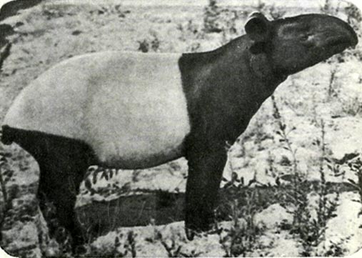 У азиатского тапира словно белый чепрак на спине. Родина его — Бирма, Индокитай и Суматра. В пред ледниковое время тапиры водились и в Европе.