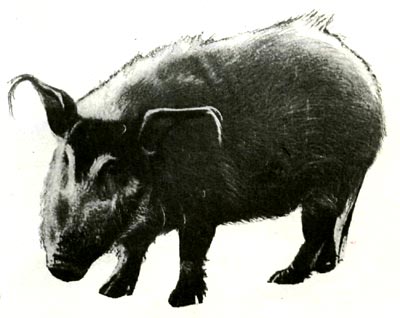 Гигантская лесная и кистеухая, или речная, свинья, изображенная   здесь, — два других вида диких свиней Африки. Оба крупнее бородавочников: вес кистеухих свиней до 135, а гигантских лесных — до 275 килограммов.