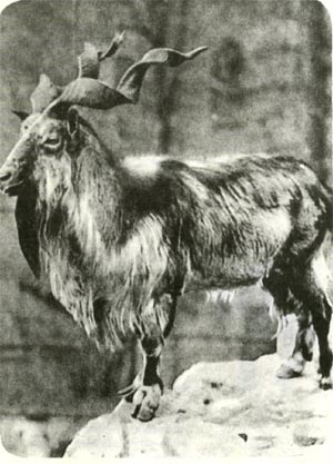 У  винторогого  козла мархура рога — гигантские штопоры, как раз по руке Гаргантюа:    длиной   до метра с четвертью.