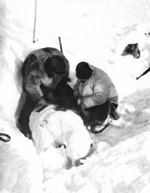 Мечение медведицы превращается в длительную процедуру. Фото автора.