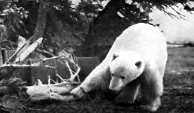 Канадские исследователи ловят медвежат петлями и обездвиживают их. Этот зверь только что попал в ловушку. Фото автора.