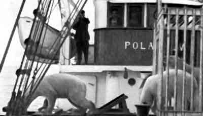 Норвежские зоологи исследуют и метят обездвиженных медведей на палубе судна. После мечения зверей выпускают на волю. Фото Грендаль.
