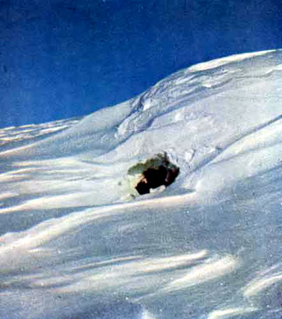 Продух в снегу выдает еще не вскрытую берлогу. Фото автора.