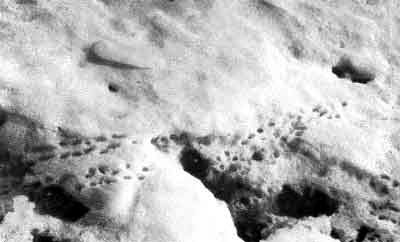 Снег таял и затапливал зимние убежища леммингов. Фото автора.
