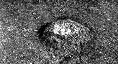 Появление в гусином гнезде пуха - признак того, что началось насиживание яиц. Фото автора.