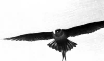Над выводками гусей парили поморники. Фото автора.