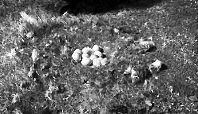 Появились птенцы в гнезде белой совы. Фото автора.