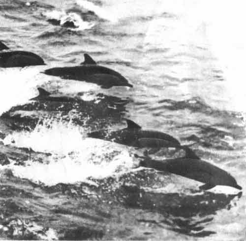 Стая дельфинов в море (фото Л. Львова)