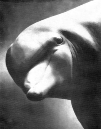 Голова дельфина-афалины (Tursiops). (Фото Ф. Эсапяна)