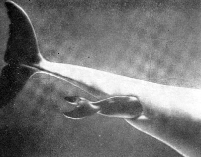 Рождение дельфиненка. (Фото Ф. Эсапяна)