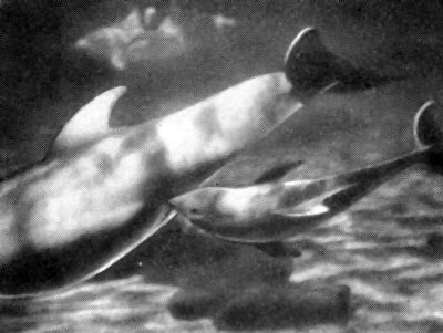 Кормление дельфиненка. (Фото Ф. Эсапяна)