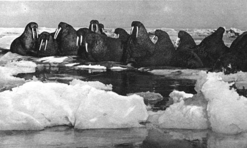 Небольшое стадо моржей на битом льду. Животные во всеоружие готовы встретить любого незваного гостя