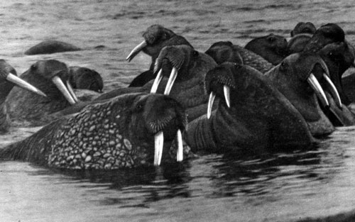 Перед тем как выбраться на сушу, моржи любят понежиться в воде у самого берега