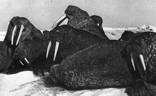 Группа моржей, отдыхающая на льду чем-то обеспокоена