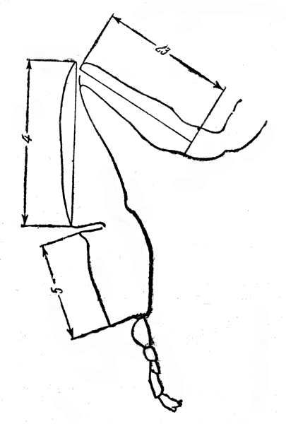  Рис. 5. Промеры члеников заднее ножки. 23 — длина бедра; 4 - длина голени; 5 - длина первого членика лапки (Алпатов, 1927)