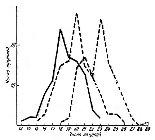 Рис. 14. Изменчивость числа зацепок на крыле трутней из трех семей болгарских Пчел (Алпатов, 1928)