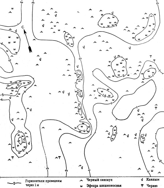 Рис. 12. Схема распределения древесно-кустарниковой растительности в эфедровом черносаксаульнике (песчаная пустыня южного типа, Восточные Каракумы. Пробная площадь 0,25 га)