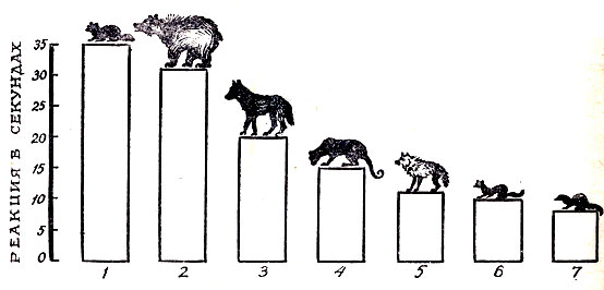 Продолжительность обонятельной реакций у хищных млекопитающих разных семейств. 1 - енотовые, 2 - медвежьи, 3 - псовые, 4 - кошачьи, 5 - гиеновые, 6 - куньи, 7 - виверры. 
