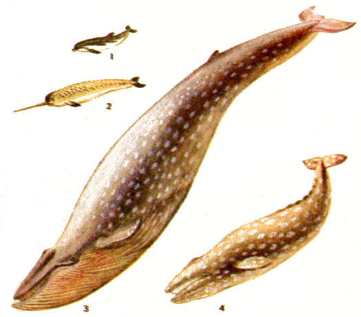 Китообразные: 1 - черноморская афалина; 2 - нарвал; 3 - синий кит; 4 - серый кит.
