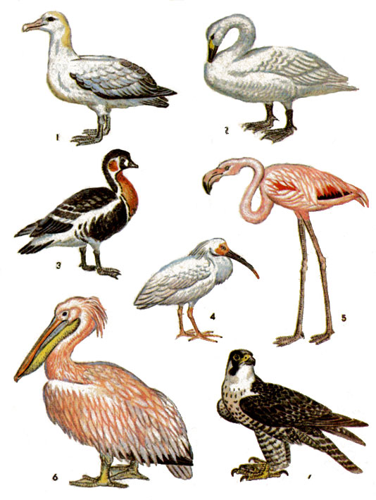 Птицы: 1 - белоспинный альбатрос; 2 - малый лебедь; 3 - краснозобая казарка; 4 - красноногий ибис; 5 - фламинго; 6 - розовый пеликан; 7 - сапсан.