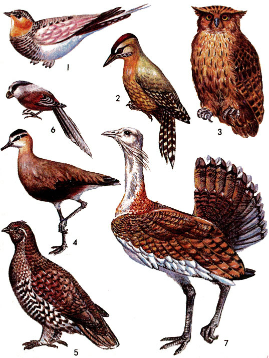 Птицы: 1 - тибетская саджа; 2 - чешуйчатый дятел; 3 - рыбный филин; 4 - кречетка; 5 - дикуша; 6 - тростниковая су тора; 7 - дрофа.