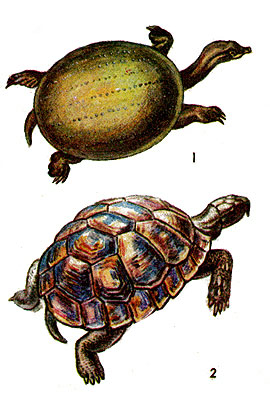 Черепахи: 1 - дальневосточная черепаха; 2 - средиземноморская черепаха.