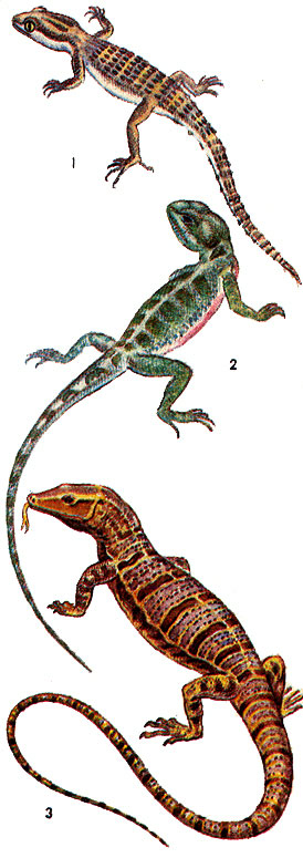 Ящерицы: 1 - крымский геккон; 2 - руинная агама; 3 - серый варан.