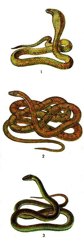 Змеи: 1 - среднеазиатская кобра; 2 - большеглазый полоз; 3 - эскулапова змея.