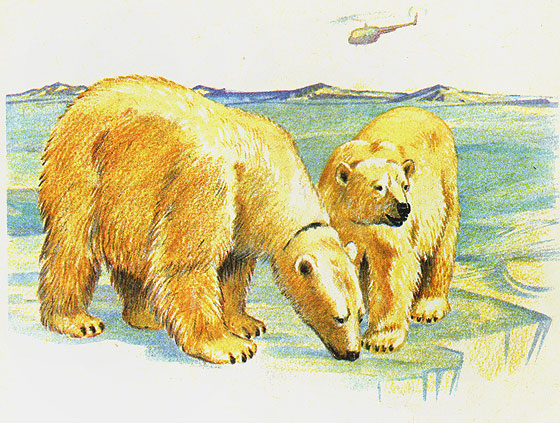 За белым медведем, снабженным радиопередатчиком, ведутся наблюдения с вертолета.