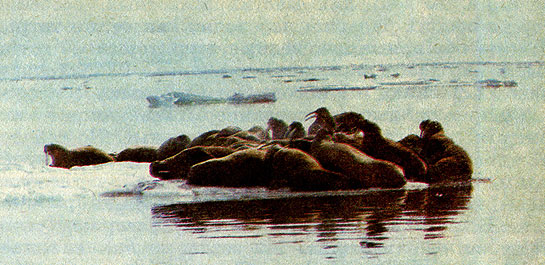 В заповеднике на острове Врангеля охраняются и моржи.