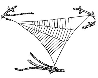 Ловчая сеть гиптиота - первый шаг па пути к плетению круговой паутины