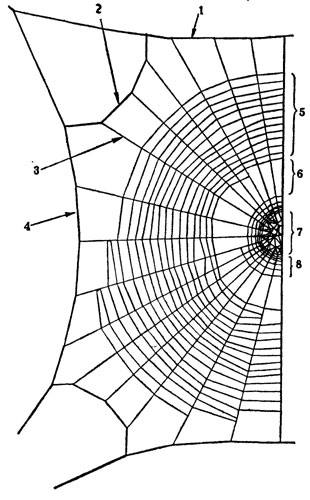 Круговая сеть (схематическое изображение левой ее половины): 1 и 4 - нить рамы I порядка; 2 - нить рамы II порядка; 3 - радиусы; 5 - клейкие нити зоны ловчих спиралей; 6 - свободная зона; 7 - центр; 8 - крепежные спирали