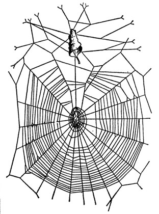 Ловчая сеть болотного крестовика. Верхний ее сектор, обращенный к убежищу паука в свернутом листе, почти лишен ловчих спиралей