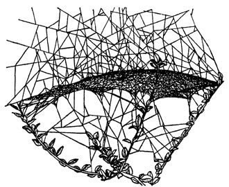 Паутинный лабиринт линифии треугольной