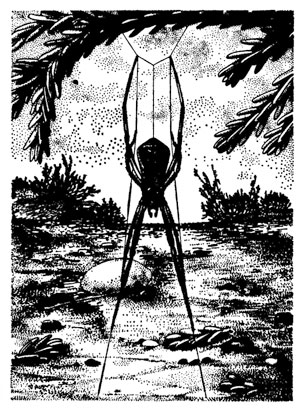 Эписинус угловатый свои клейкие капканы держит в передних лапках, с похвальным терпением часами дожидаясь бегающих по земле насекомых