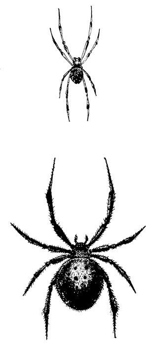 Супружеская чета каракуртов: внизу самка, вверху самец (по П. И. Мариковскому)