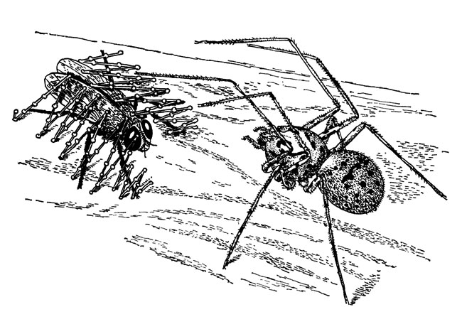 Сцитодес и 'заплеванная' им муха