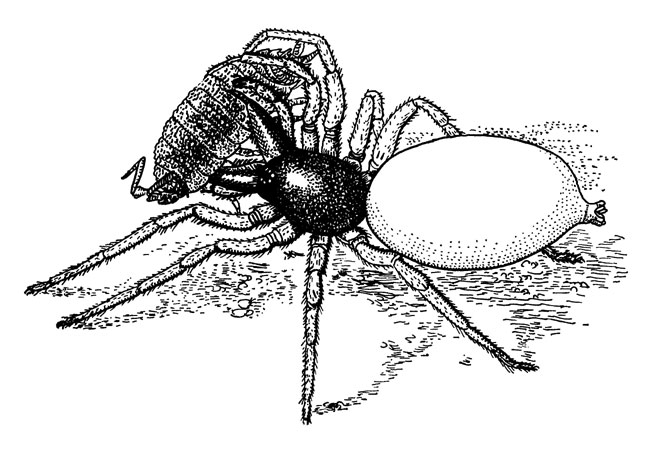 Большие клинки-хелицеры паука дисдеры не для крупной дачи природа оттачивала: для крошечных тлей